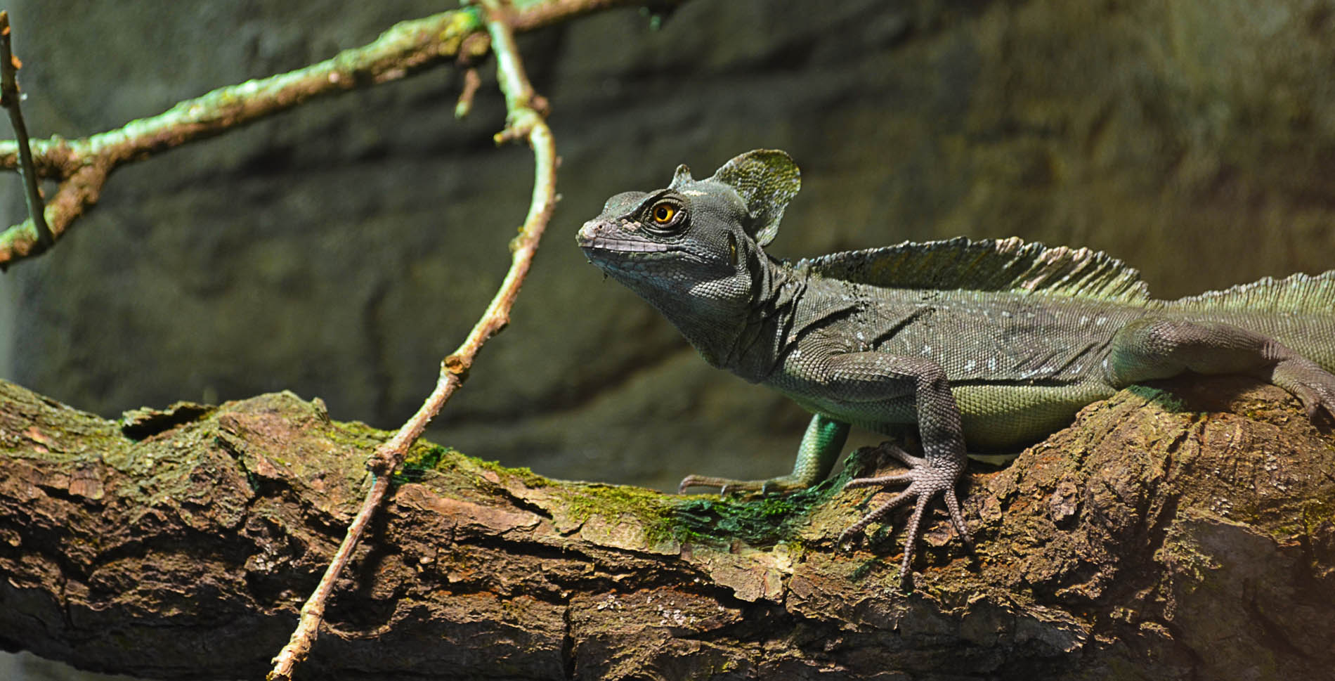 lizard-755671.jpg
