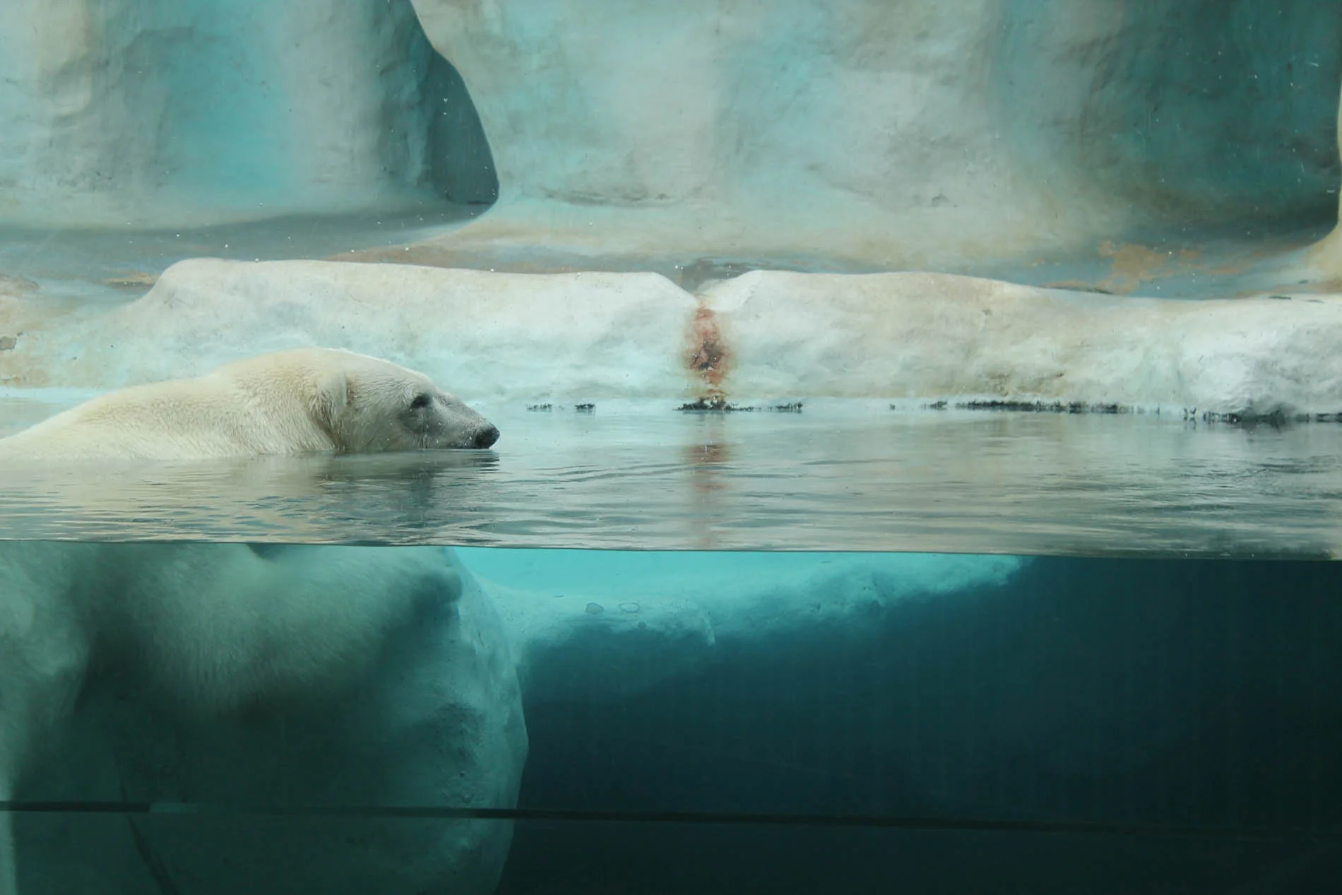 polar-bear-858672.jpg