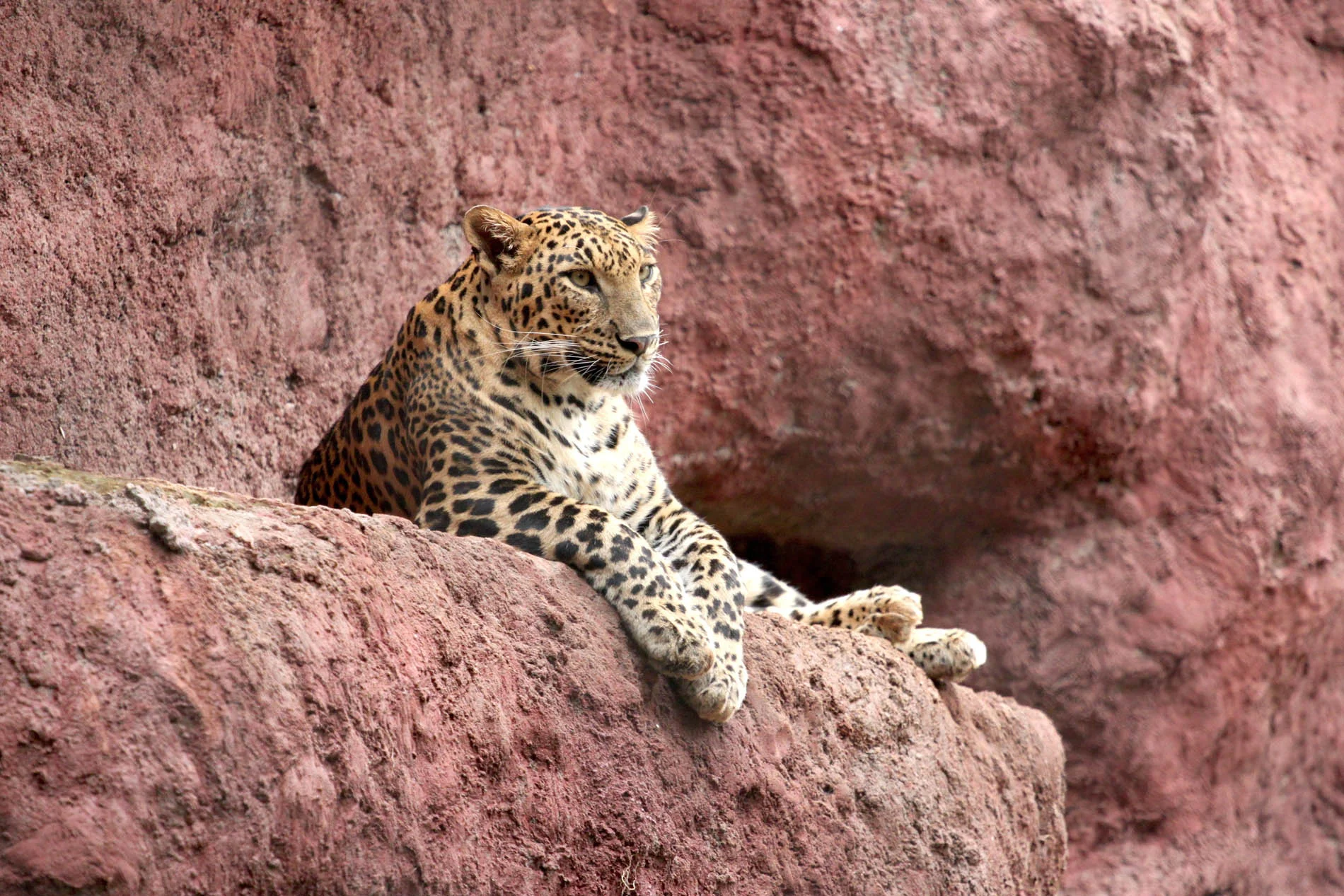 jaguar-974781.jpg