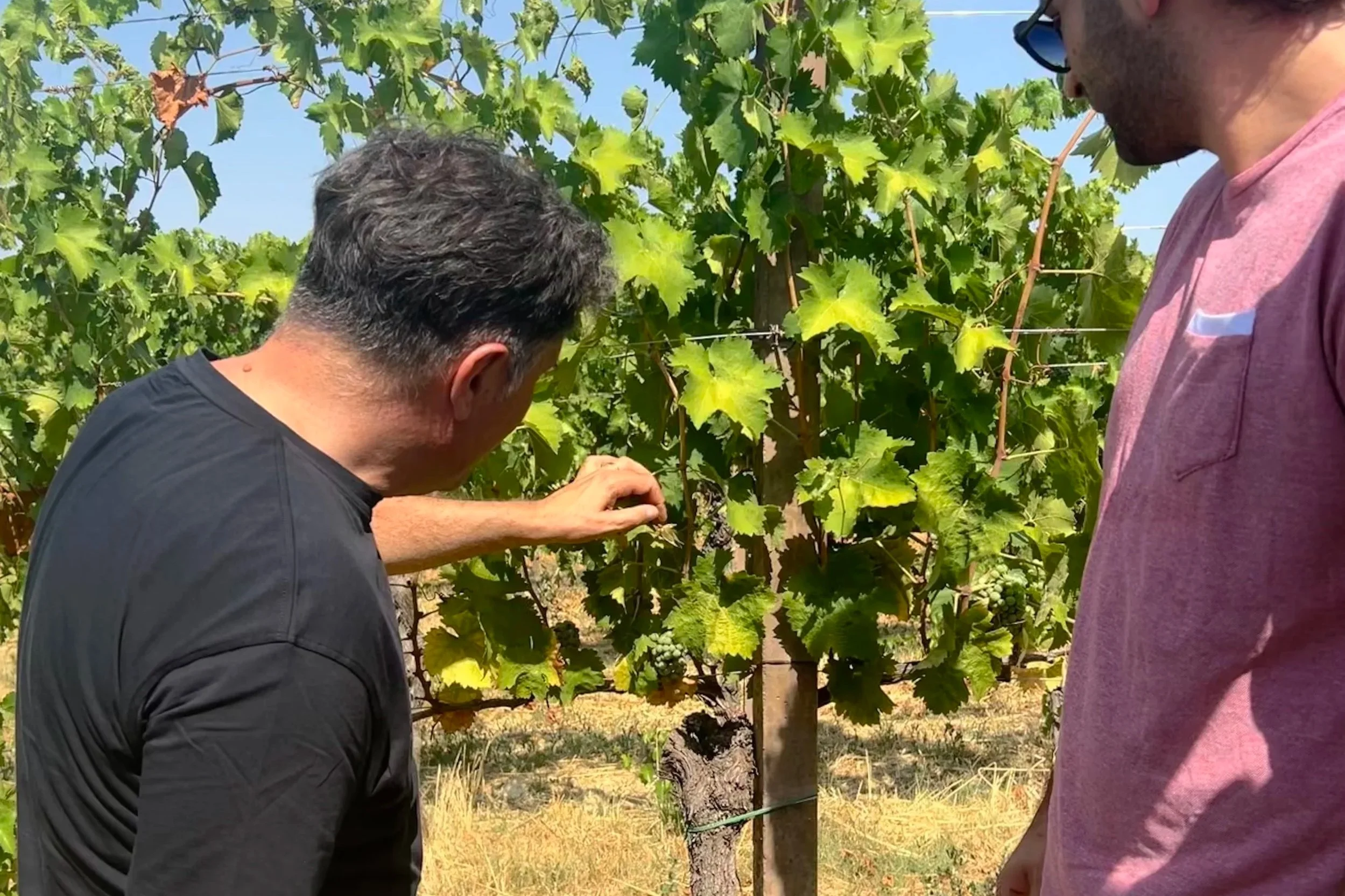 Paolo Bea: Vinmakeren som lytter til naturen