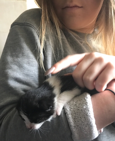 Gratuitous cute kitten shot. 