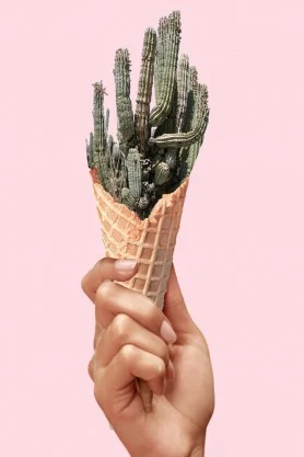 Sweet Cactus art print at Rockett St George from £40