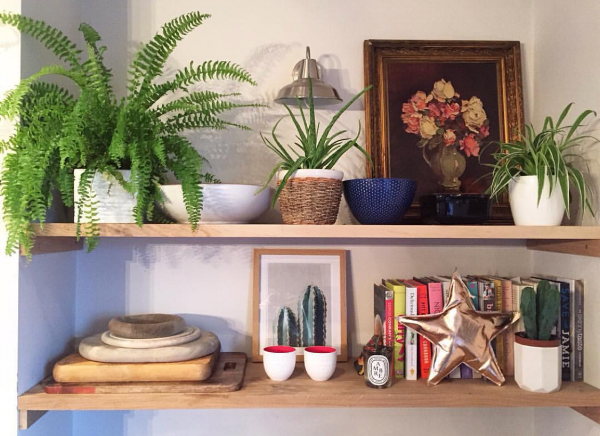 These plants are all STILL ALIVE. Apart from the spider plant.