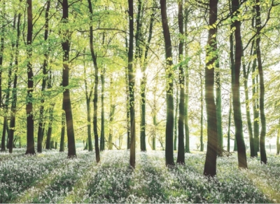 Green trees wall mural from B&Q £34.