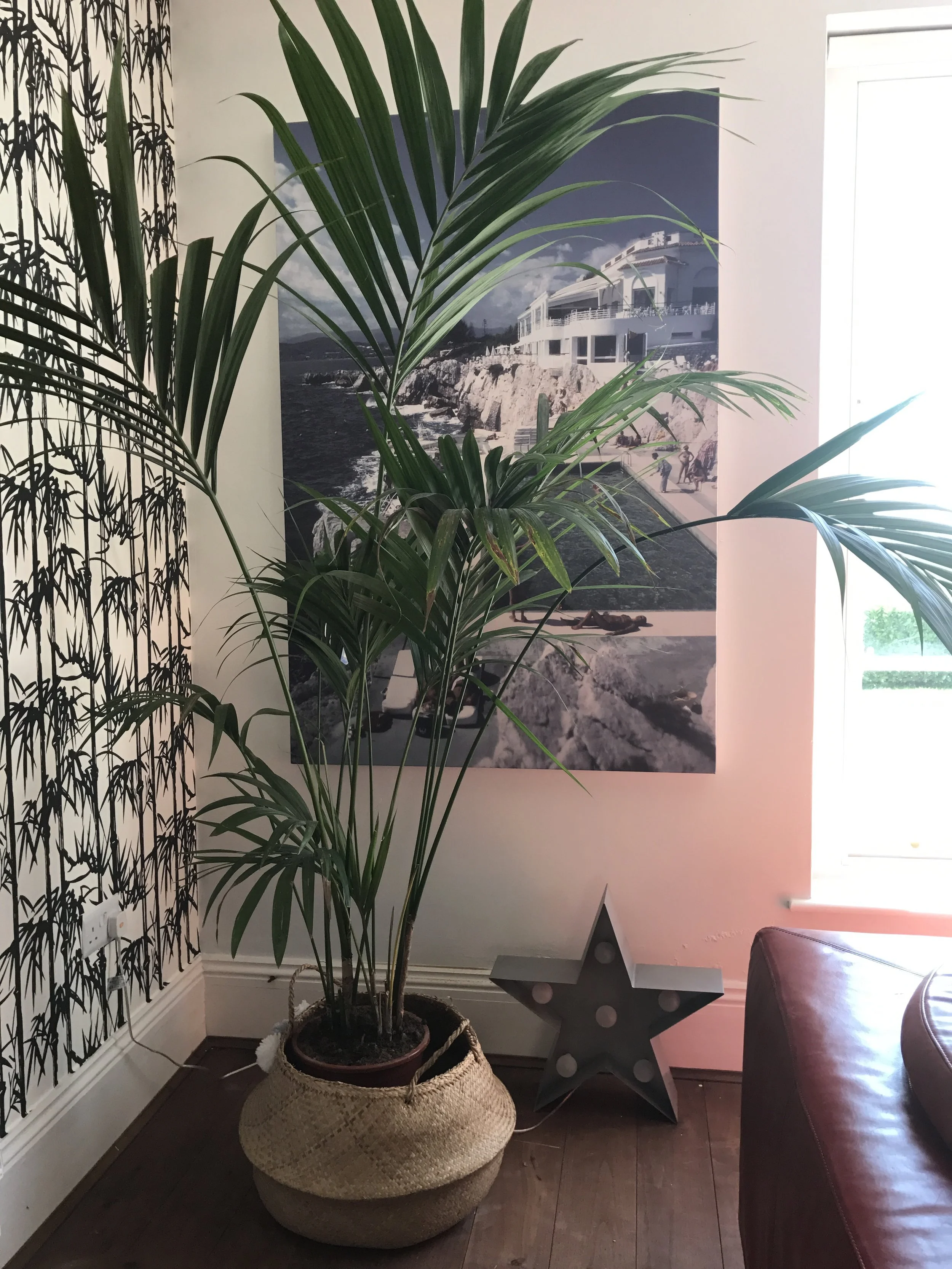 LOVE this palm. Really hope I can keep it alive.