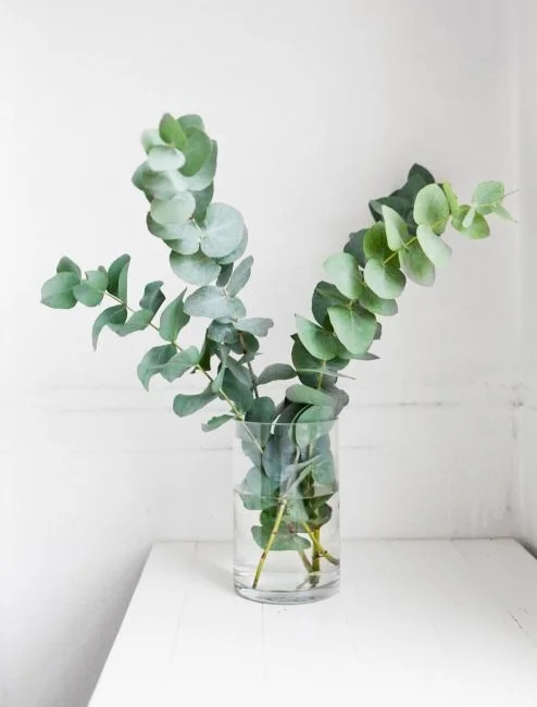 Eucalyptus has year round appeal and always looks effective.