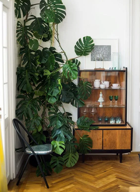 Monstera goals.