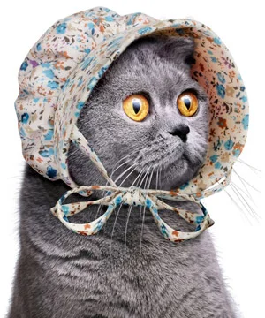 My previous Instagram niche prior to posting interiors. You can buy this hat, btw. Credit: Vat19.com