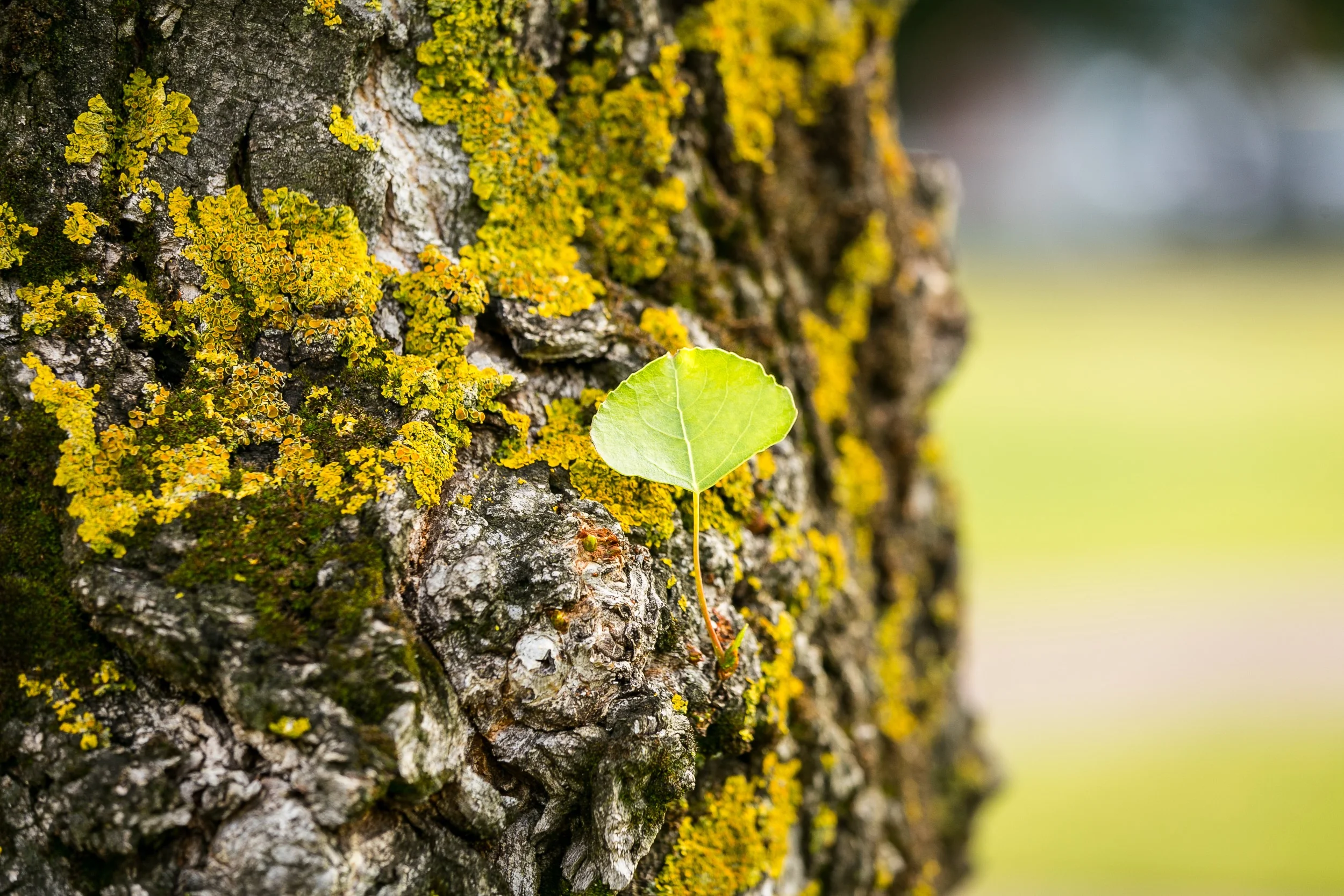 Photography by Daniels Langeberg