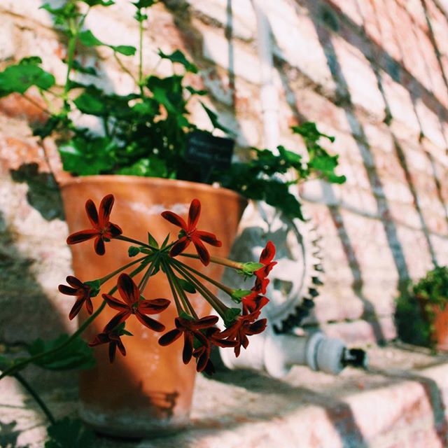 Photo-a-day #24 - Playing around with compositions and contrasting colours
&bull;
&bull;
&bull;
#photoaday #nature #flowers #red #green #leaves #angles #composition #pretty #ipreview @preview.app