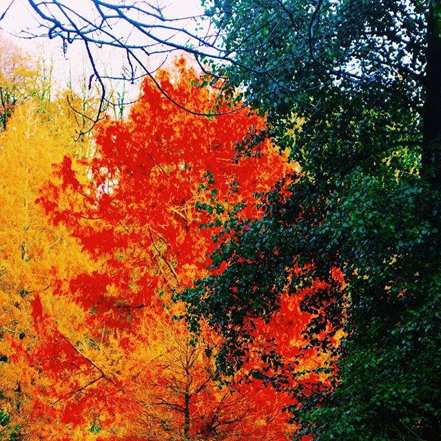 Photo-a-day #23 - Nature is so pretty when the leaves change in Autumn
&bull;
&bull;
&bull;
#photoaday #experimenting #colour #vibrance #contrast #leaves #trees #nature #autumn #ipreview @preview.app