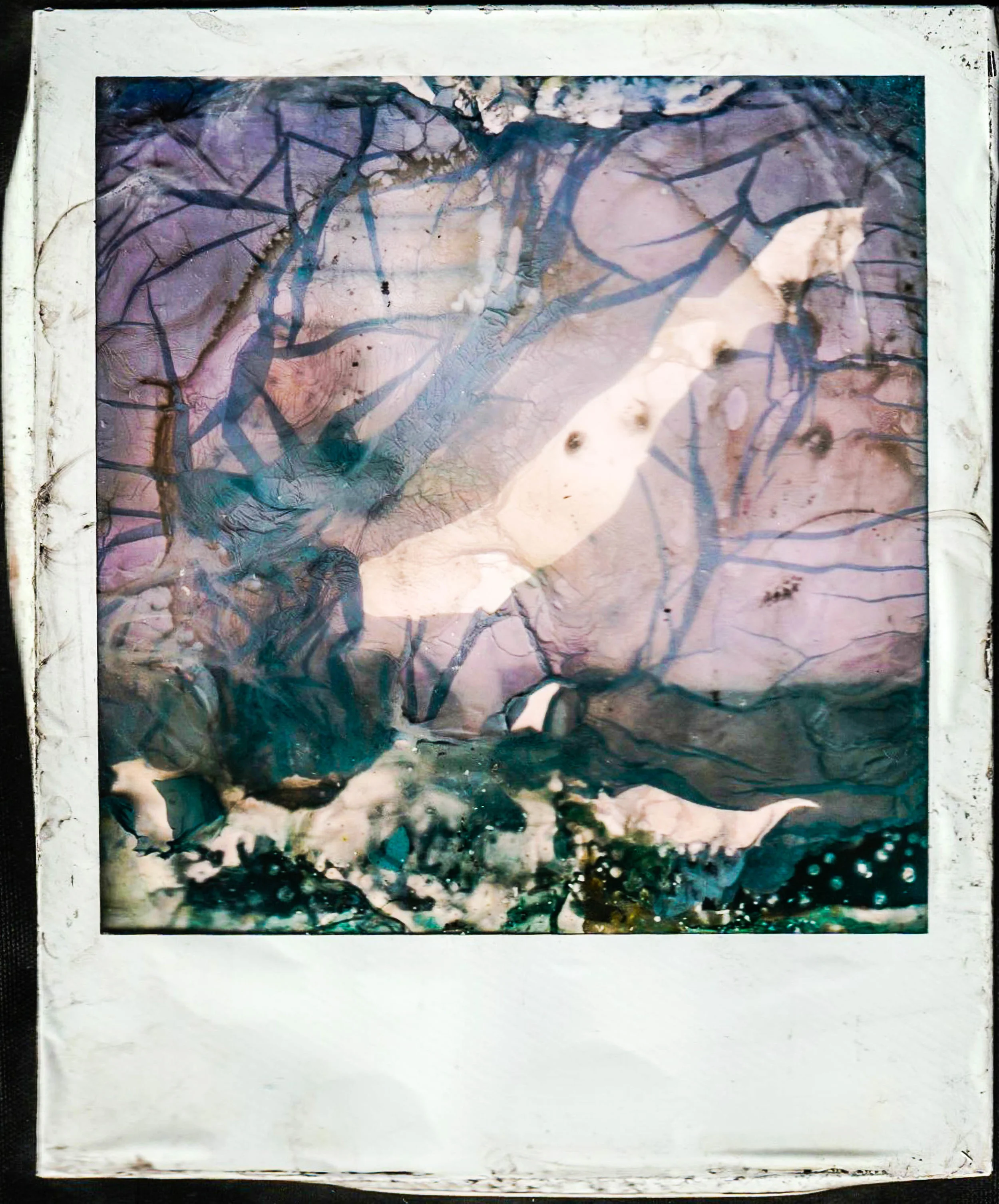 polaroid11b copy.jpg
