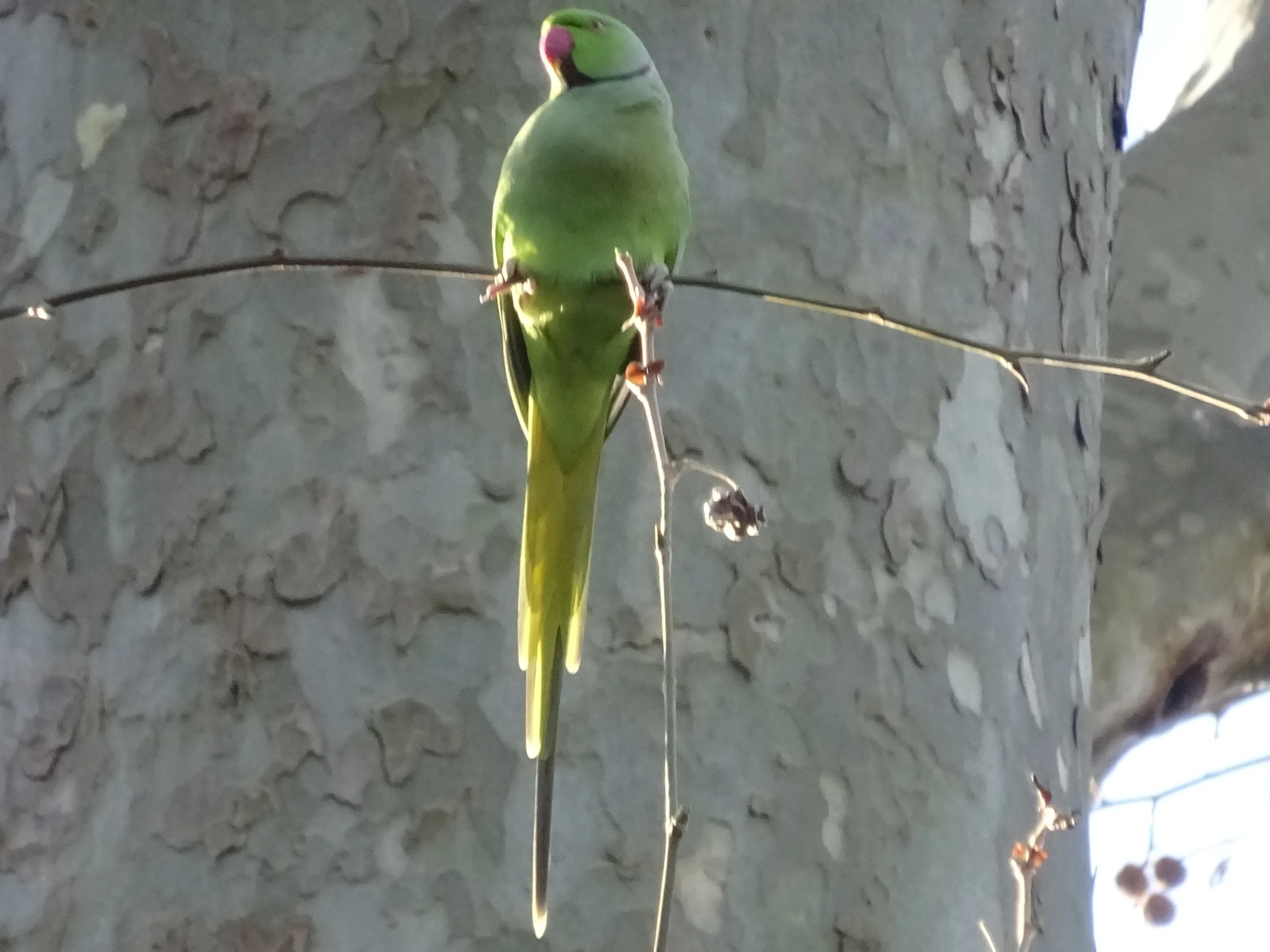Некоторые наблюдения перед экскурсией