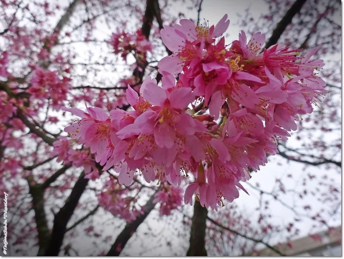 Февраль, в Дюссельдорфе цветёт миндаль