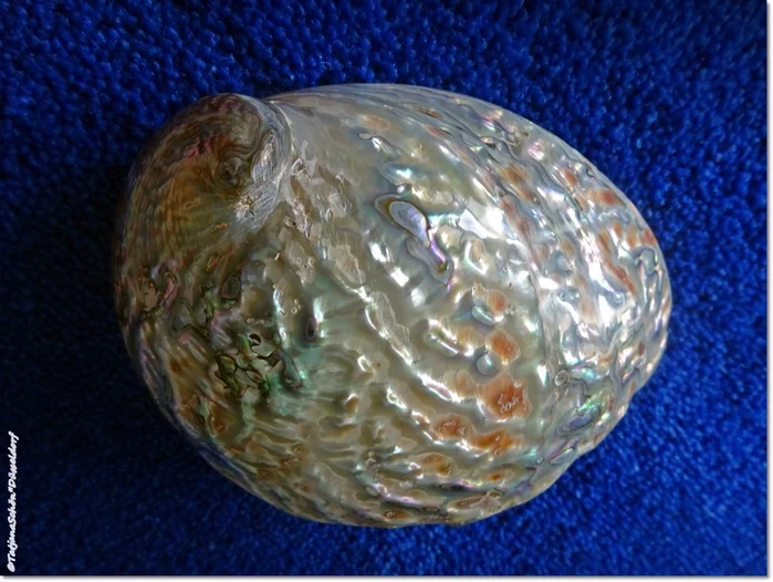 А вы знаете про немецкую мать жемчуга?