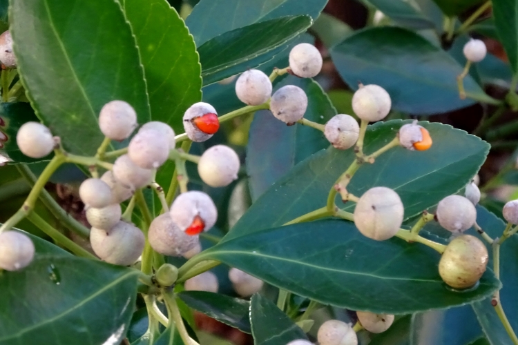 Флора Дюссельдорфа. Бересклет, бруслина.