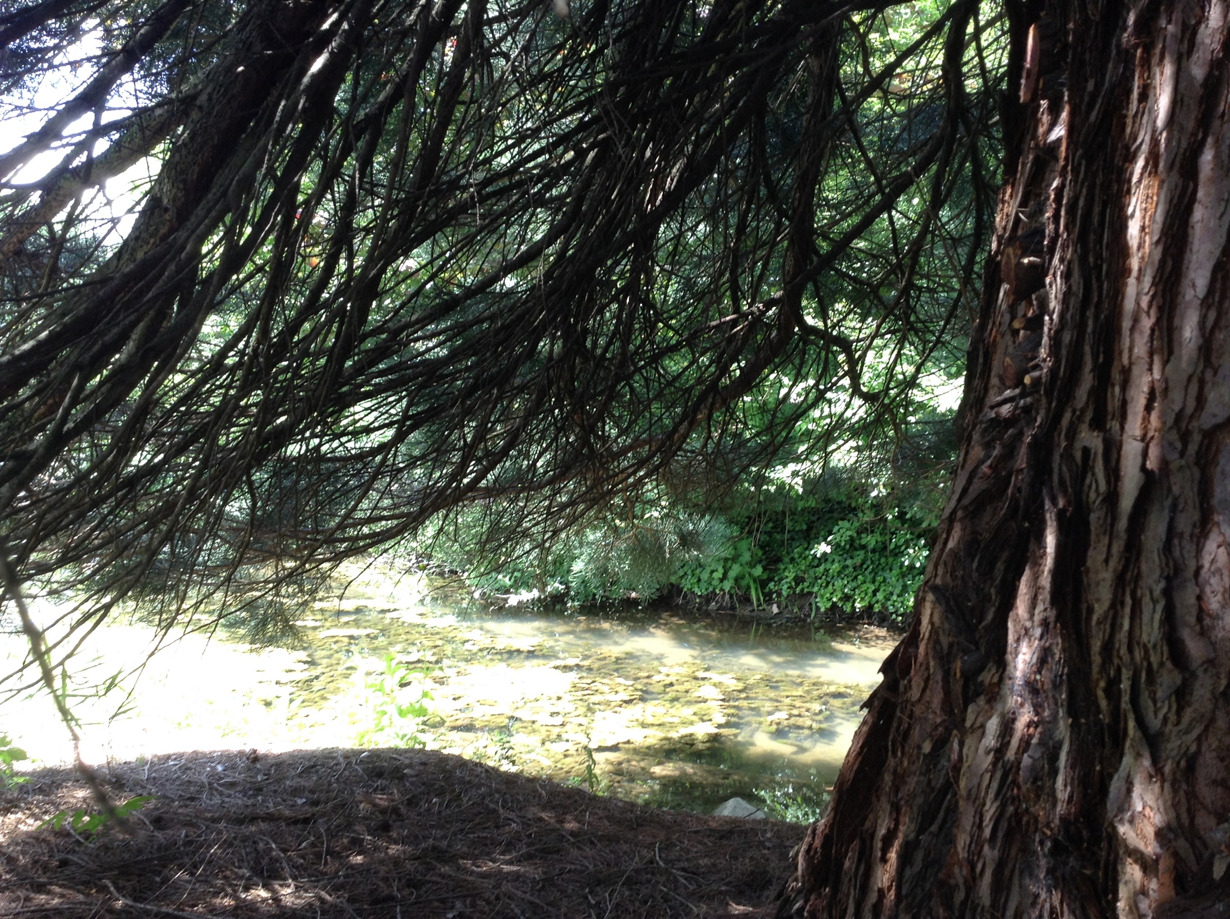 Там можно под огромным деревом посидеть у воды, ветки до земли - как в шалаше оказываешься.