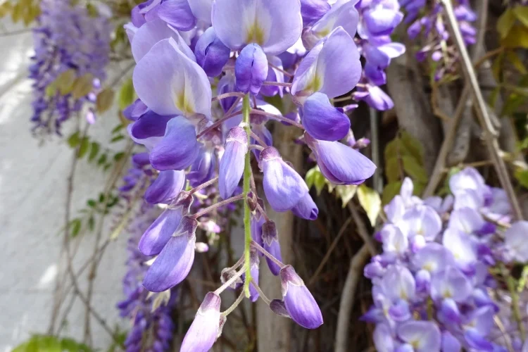 Глициния - растение из Азии, распространённое на улицах Дюссельдорфа