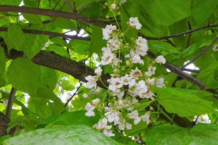 "Дерево-орхидея": Катальпа бигнониевидная — Catalpa bignonioides.