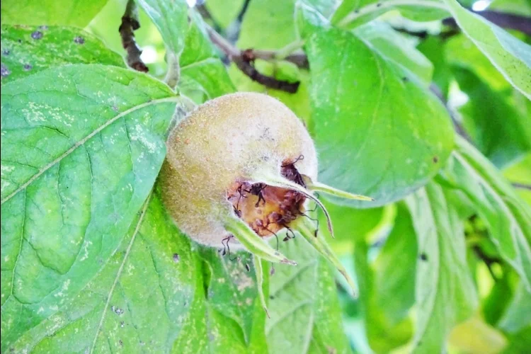 Мушмула германская.