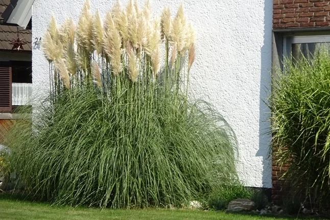 Про пампасы в Дюссельдорфе.