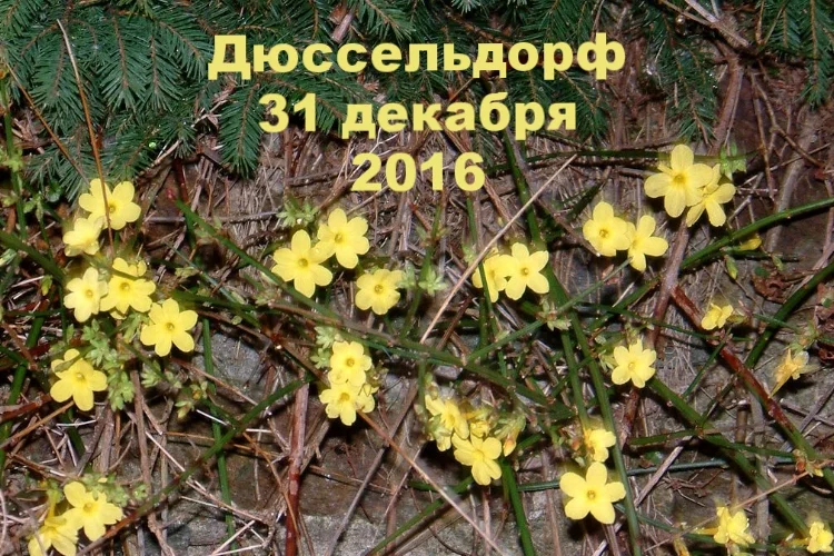 Зима: осень или весна?