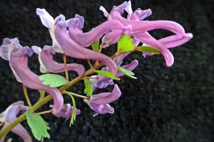 Флора лесная