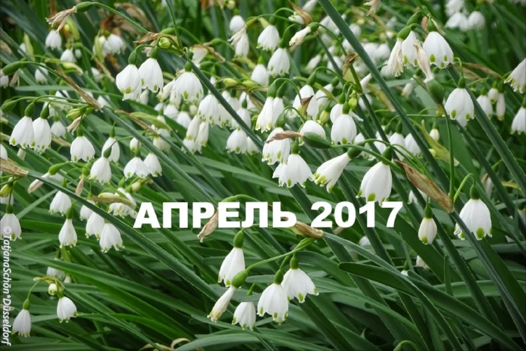 Альбом 2017/4