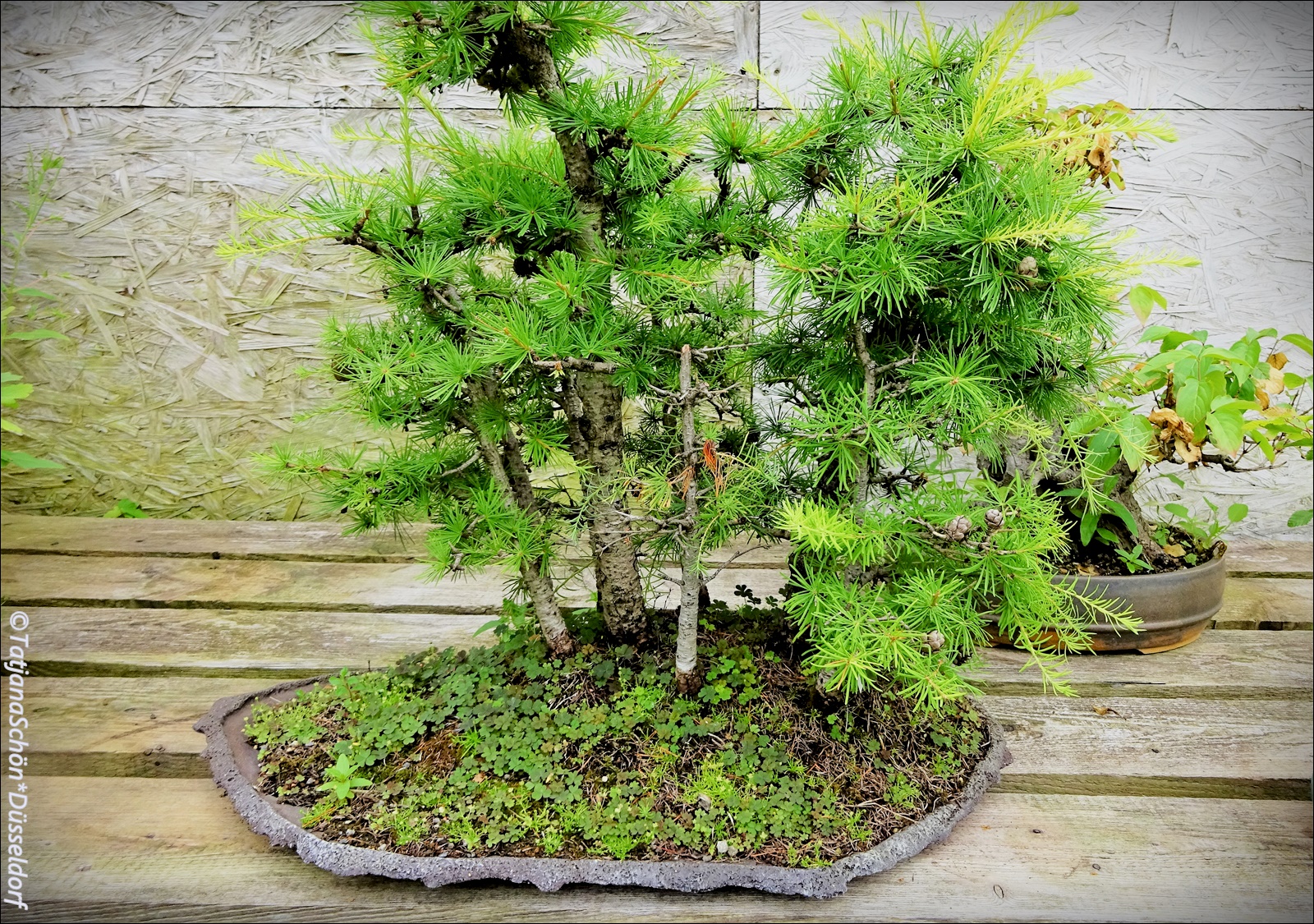 Bonsai05.JPG