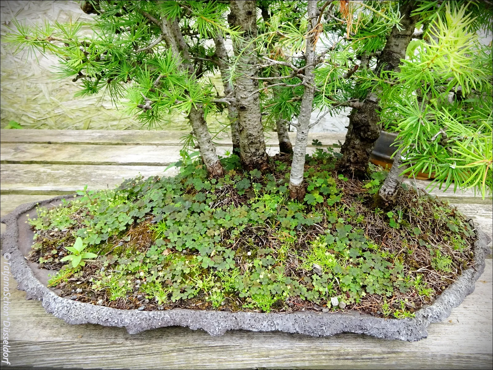 Bonsai07.JPG