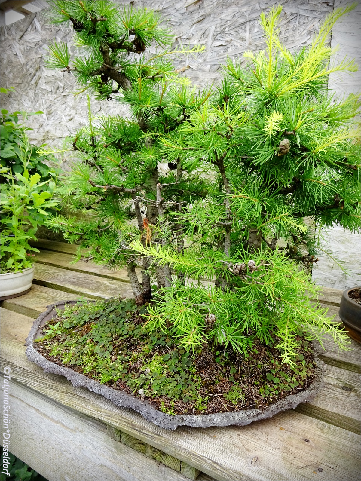 Bonsai10.JPG