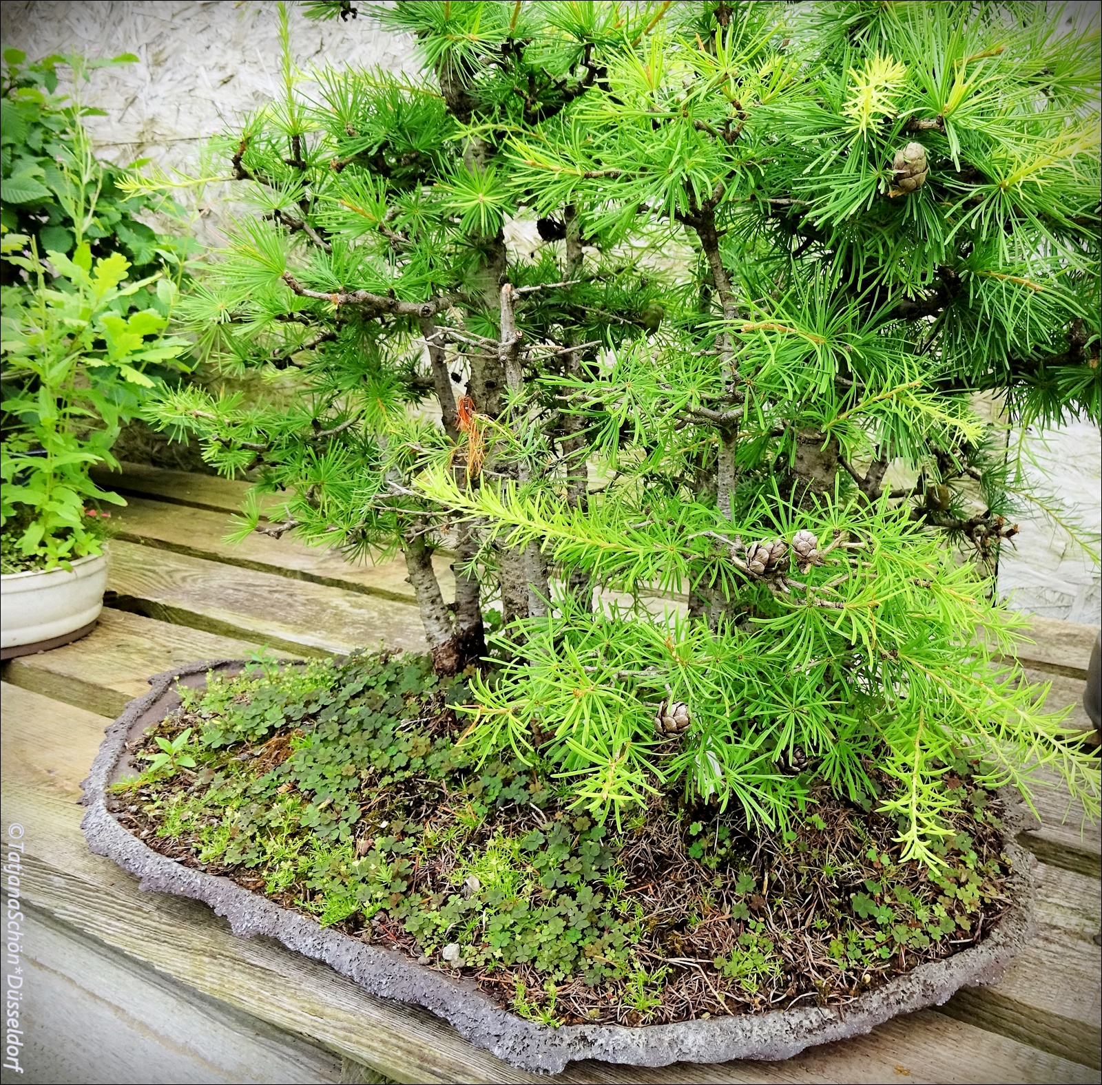 Bonsai09.JPG