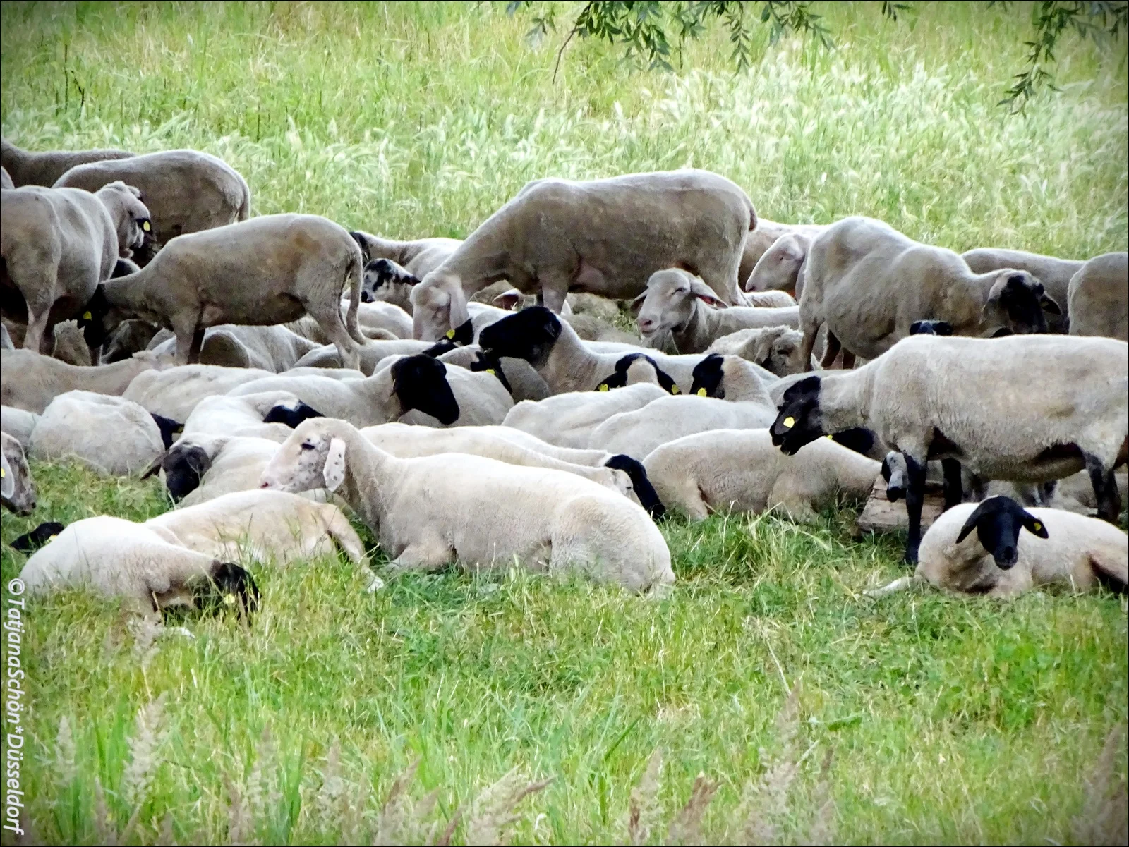 Lauswart-08.JPG