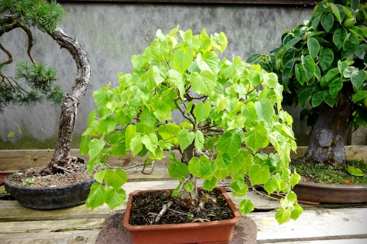 Природа в миниатюре