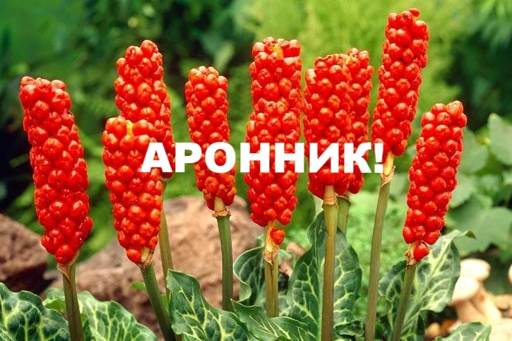 Аронник!