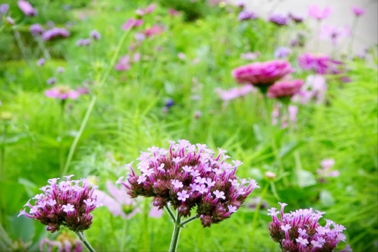 🌹 Альбом 7*2017 (июль)