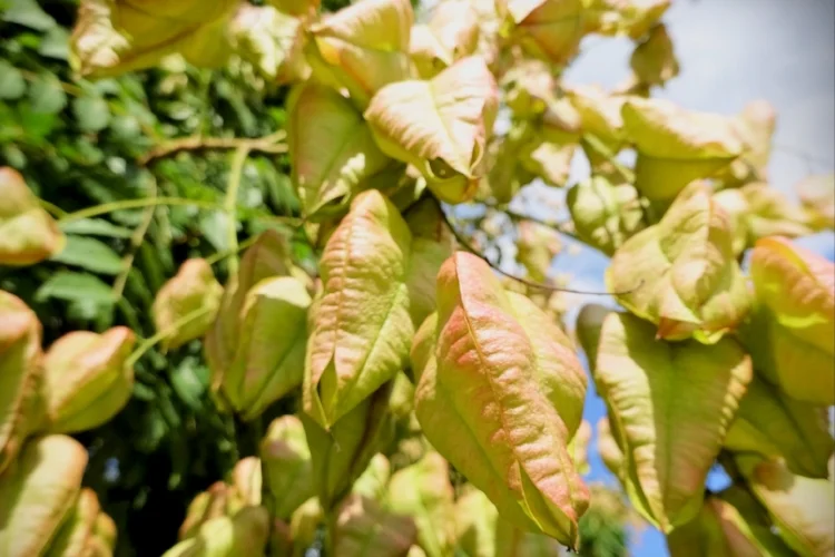 Кёль...рейтерия