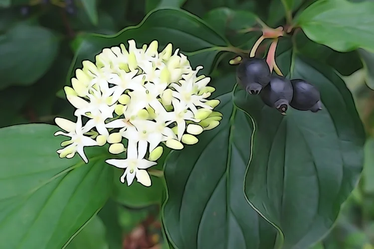 Чёрные ягоды дёрена красного