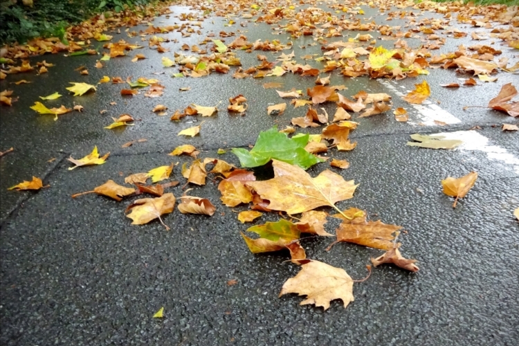 *Альбом 2017*9 (сентябрь)