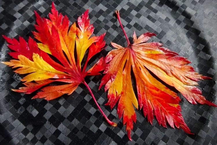 Альбом 11/2017 (ноябрь)