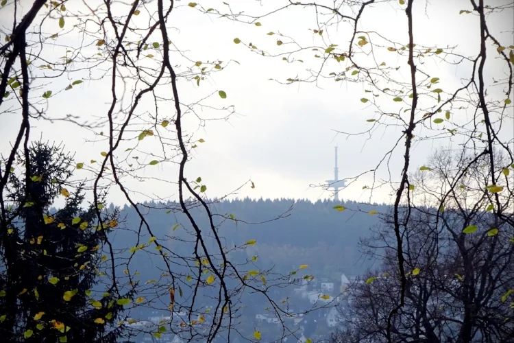 Песня: Дендрарий (из Зигена). 