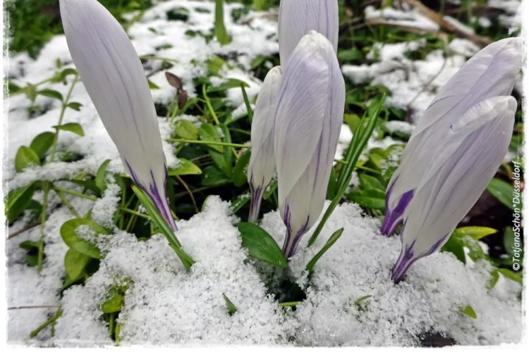 Альбом 2018*3 (март)