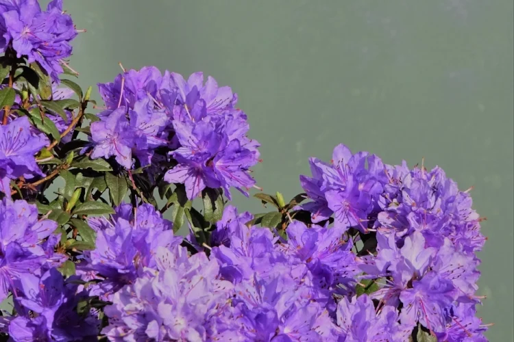 Альбом 4*2018 (апрель)