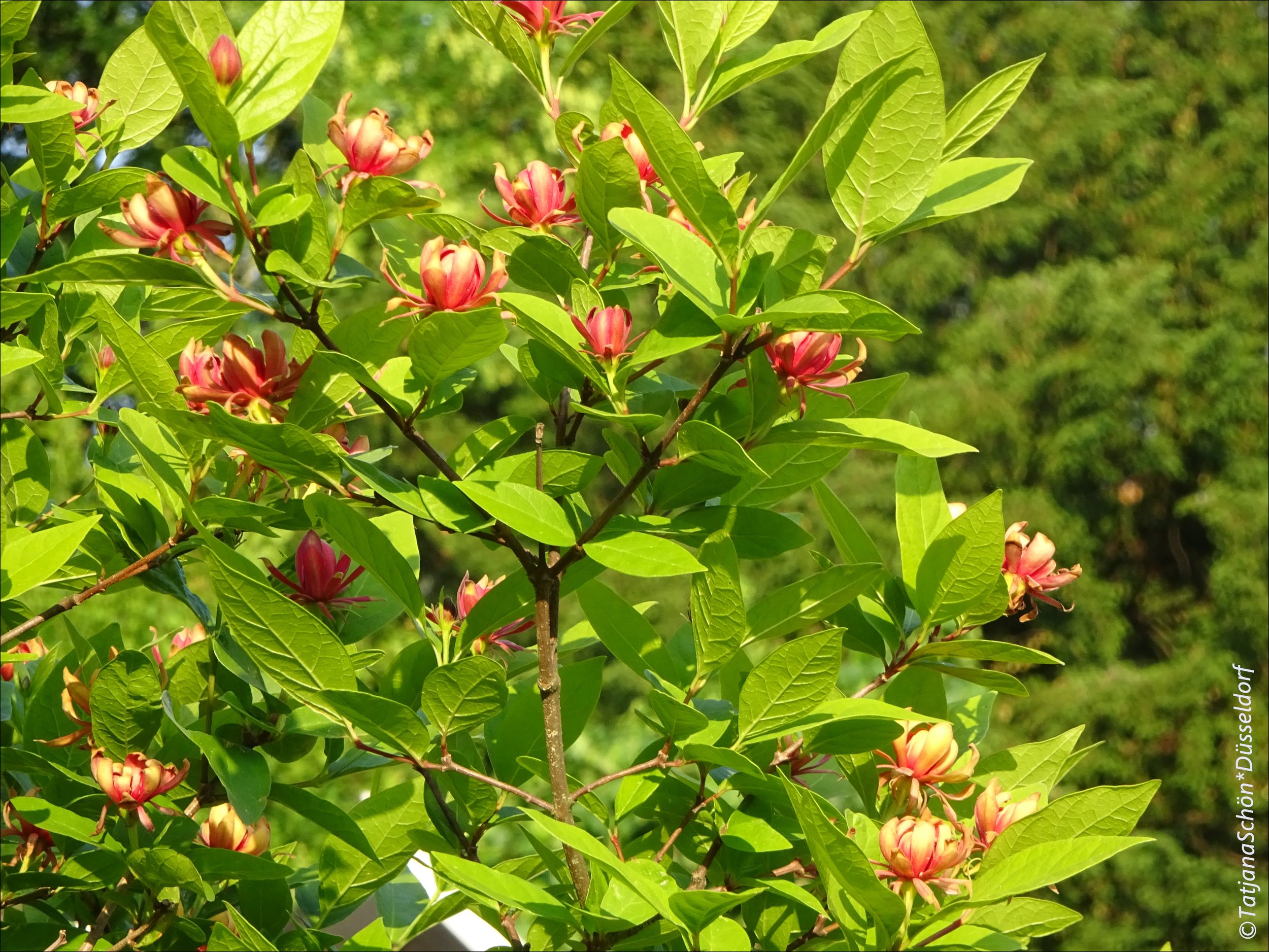 blumen-15-.JPG