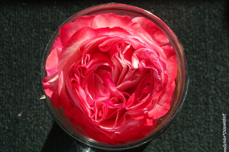 Альбом 2018*5 (май)