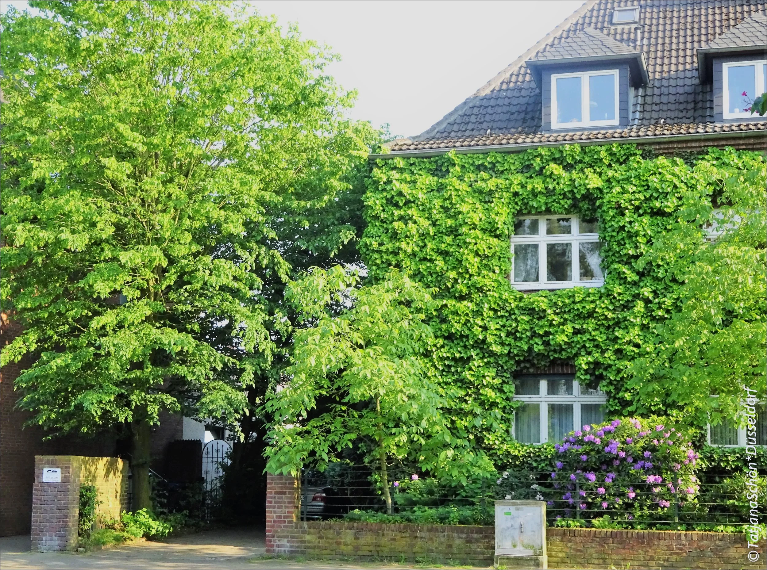 blumen-09-.JPG