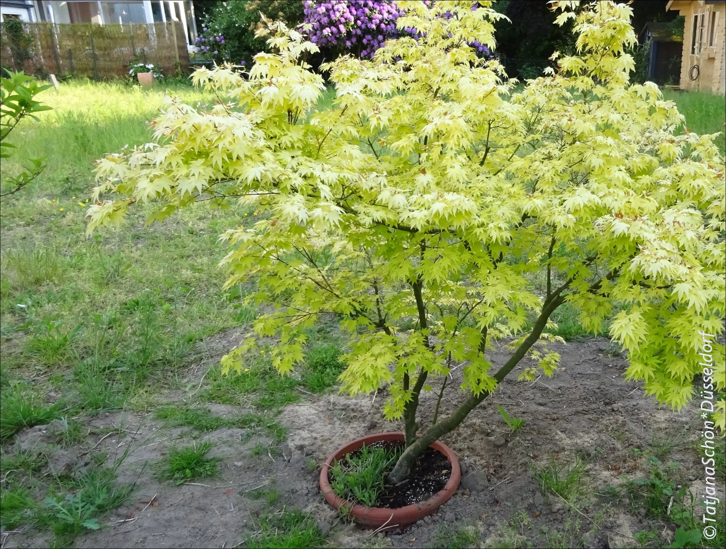 blumen-21-.JPG