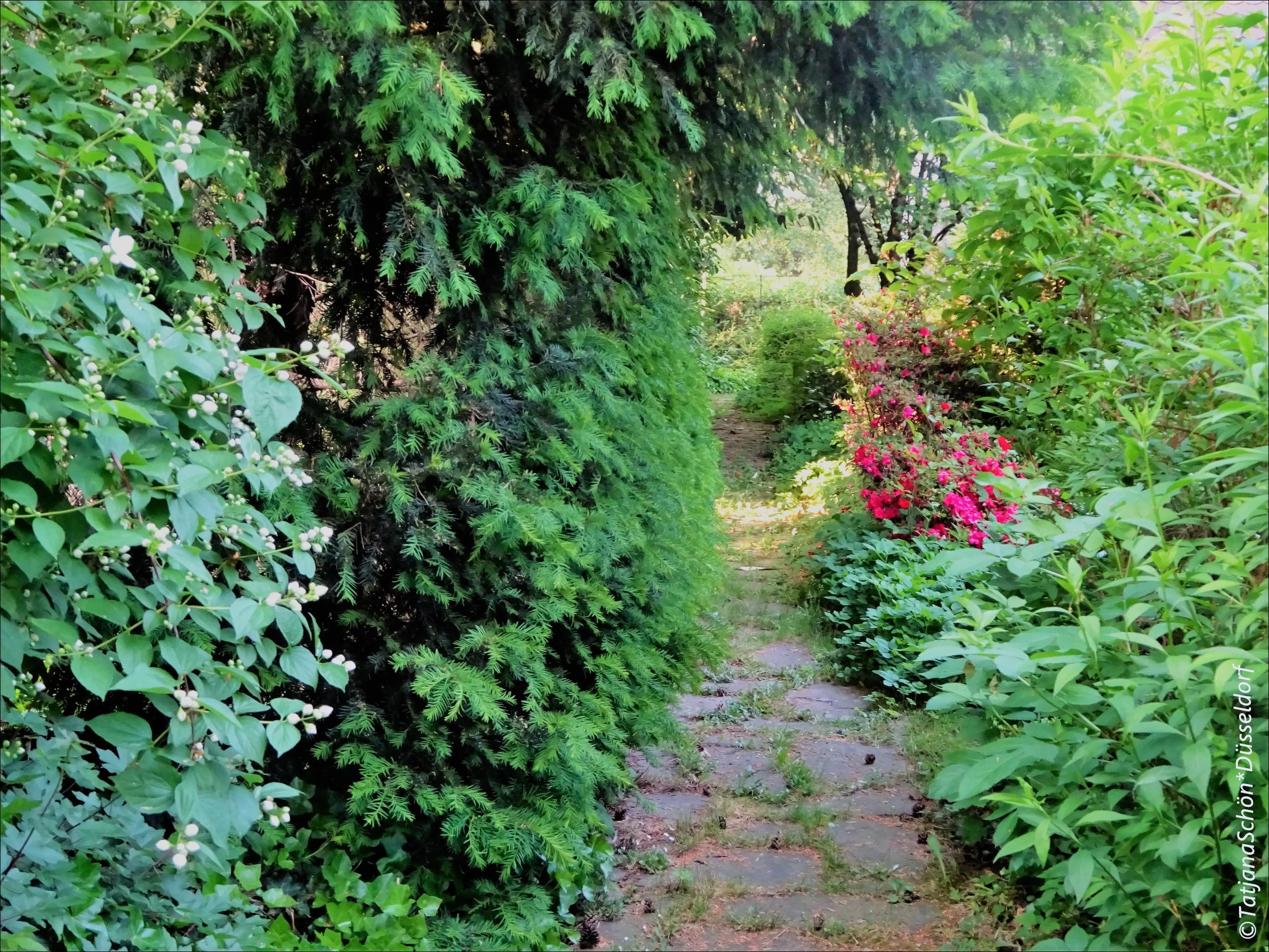 blumen-32-.JPG