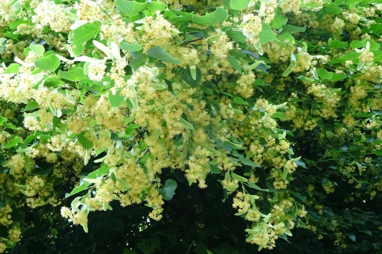 Альбом 2018*6 (июнь)