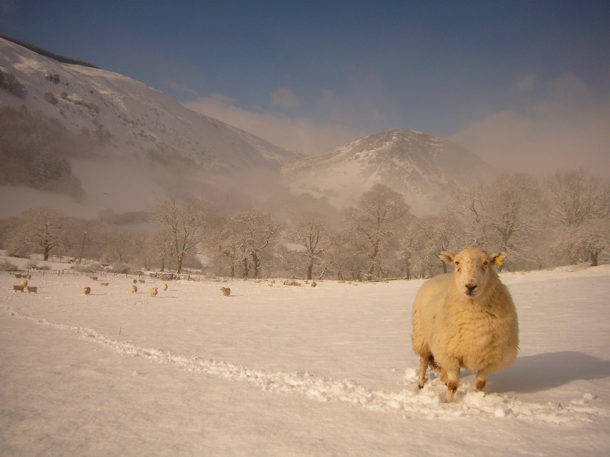 snow sheep mountain 0110.jpg